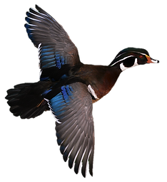 Waterfowl